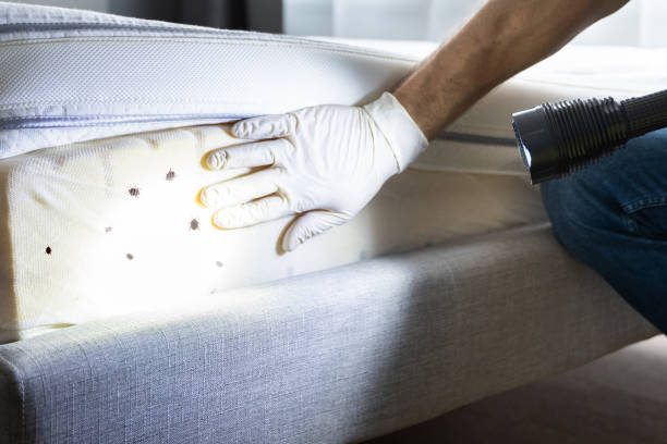 Best Flea Control Services  in Country Club Hills, MO