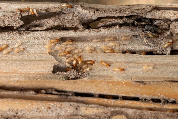 Best Emergency Pest Control  in Country Club Hills, MO